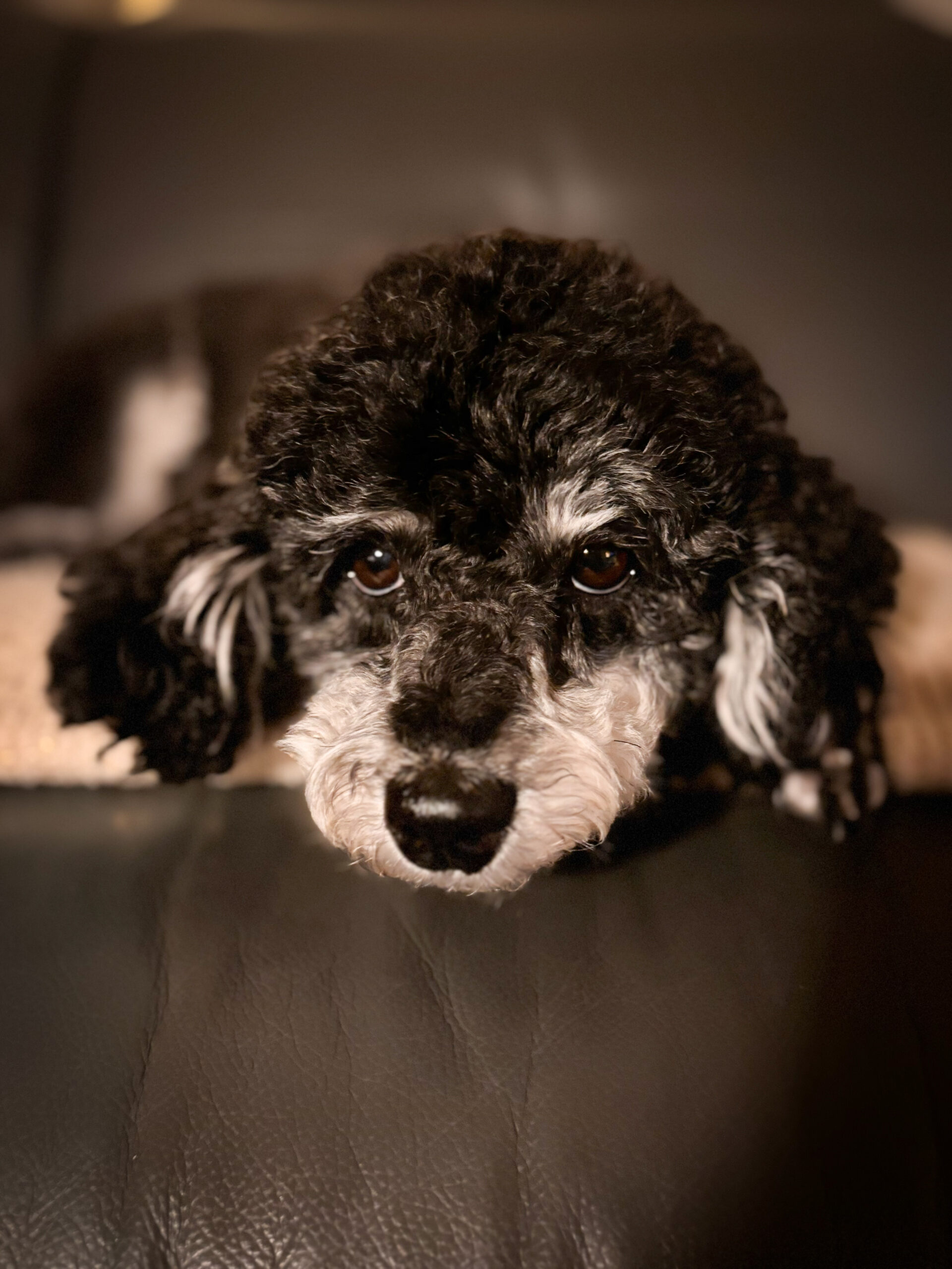 Hundesalon Bremen - Findorffer Fellstübchen - Zwergpudel