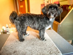 Hundesalon Bremen - Findorffer Fellstübchen - Havaneser