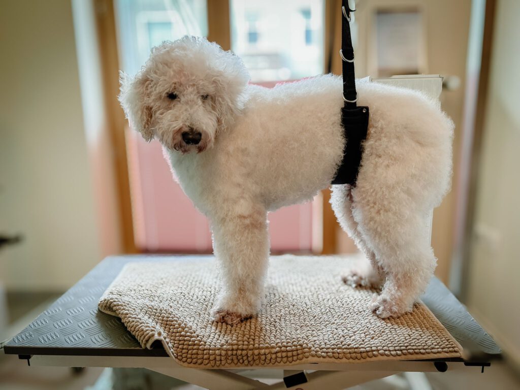 Hundesalon Bremen - Findorffer Fellstübchen - Goldendoodle