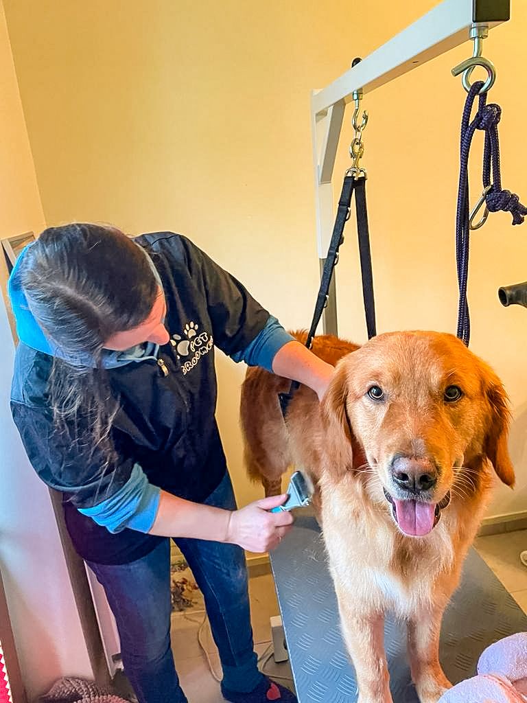 Hundesalon Bremen - Findorffer Fellstübchen - Golden Retriever Unterwolle entfernen