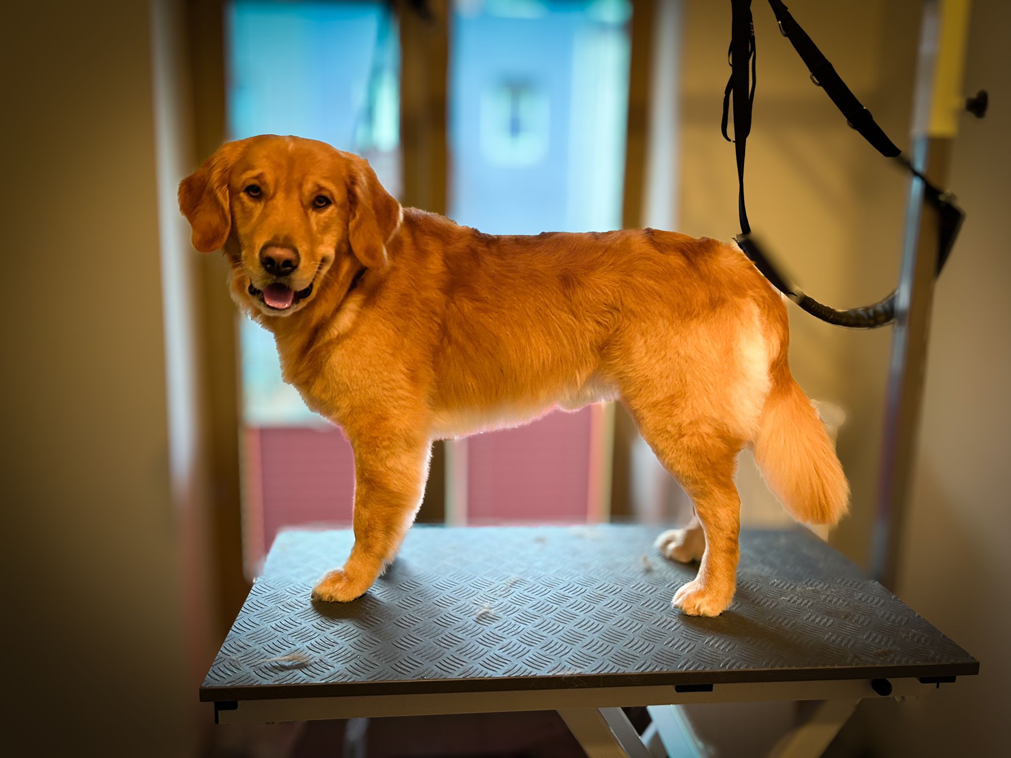 Hundesalon Bremen - Findorffer Fellstübchen - Golden Retriever