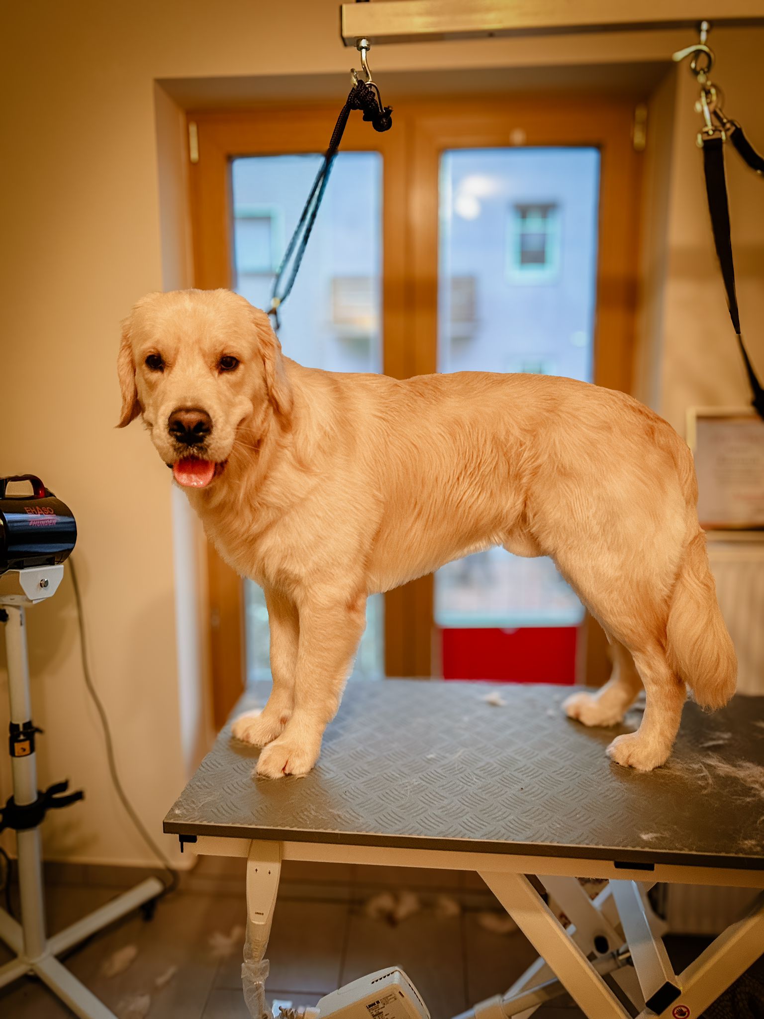 Hundesalon Bremen - Findorffer Fellstübchen - weißer Golden Retriever