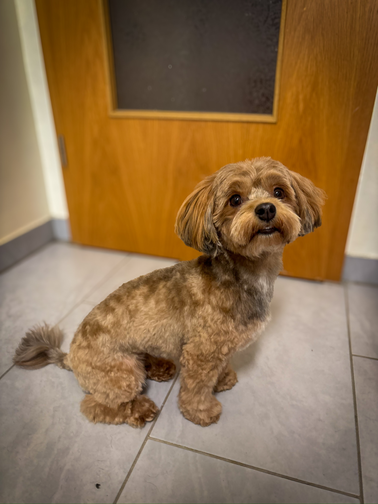 Hundesalon Bremen - Findorffer Fellstübchen - Havaneser