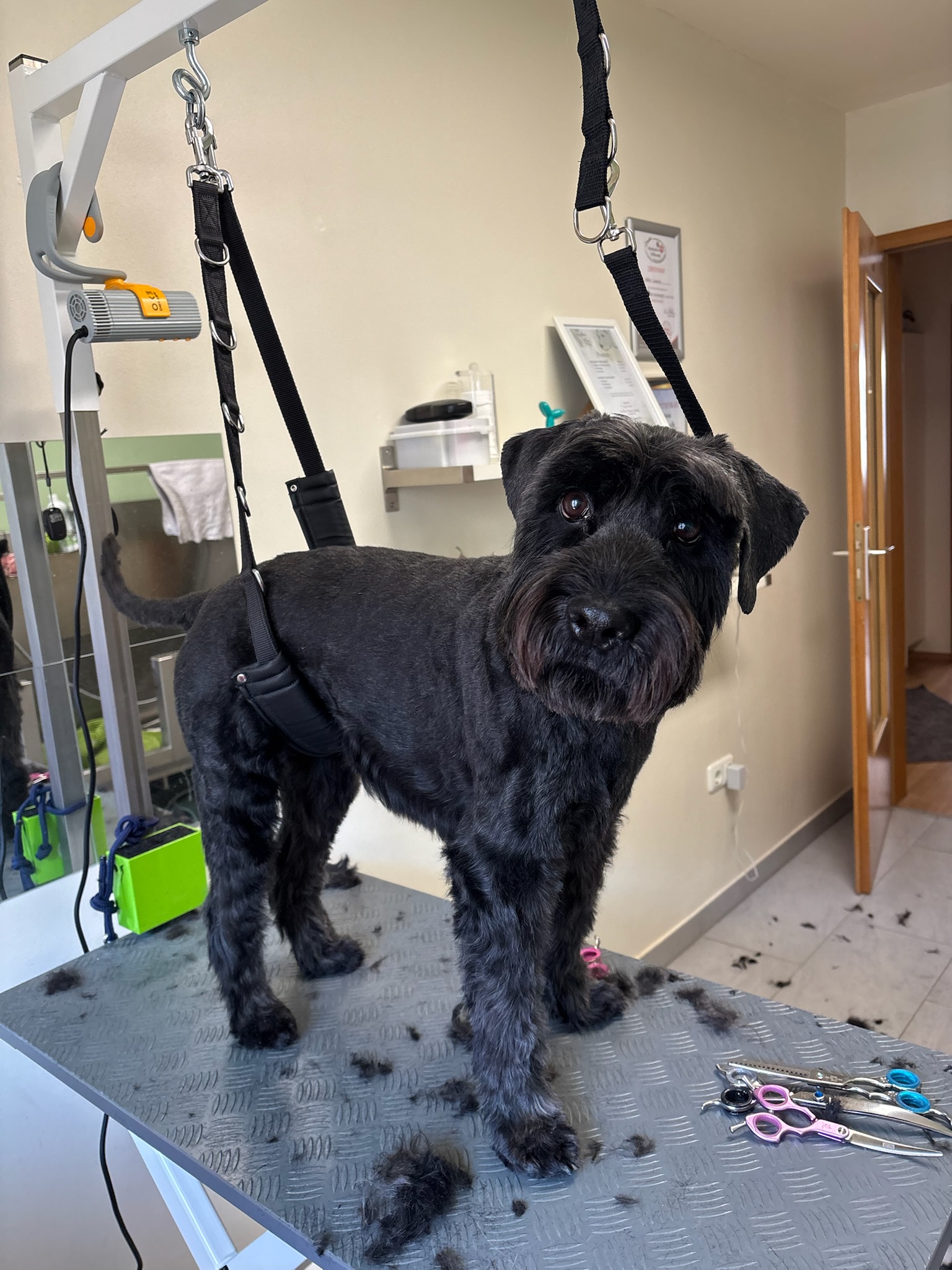 Hundesalon Bremen - Findorffer Fellstübchen - Schnauzer